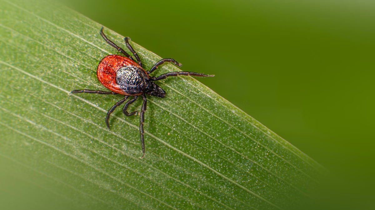 Macro shot of a castor bean tick (Ixodes ricinus) on a green leaf showcasing detail and color.
